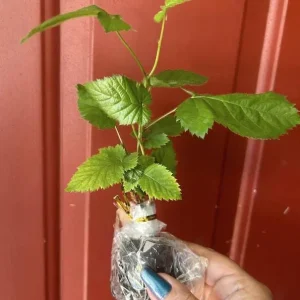 Ponca Thornless Blackberry Live Plant - 2 Pack, 4-6 inch Starter, Zones 5-9 - Image 2