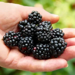Ponca Thornless Blackberry Live Plant - 2 Pack, 4-6 inch Starter, Zones 5-9 - Image 1