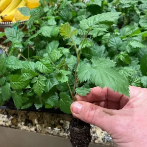 Ponca Thornless Blackberry Live Plant - 2 Pack, 4-6 inch Starter, Zones 5-9 - Image 5