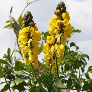 Popcorn Cassia Live Plant – 2 Pack – 4-6 Inch Starter Fragrant Shrub - Image 2