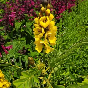 Popcorn Cassia Live Plant – 2 Pack – 4-6 Inch Starter Fragrant Shrub - Image 3