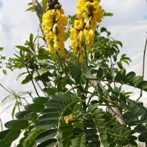 Popcorn Cassia Live Plant – 2 Pack – 4-6 Inch Starter Fragrant Shrub - Image 1