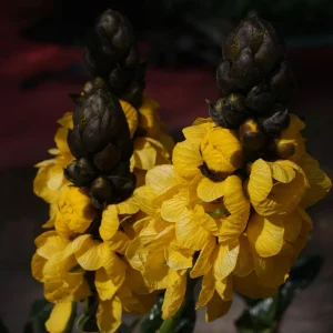 Popcorn Cassia Live Plant – 2 Pack – 4-6 Inch Starter Fragrant Shrub - Image 4