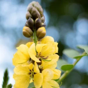 Popcorn Cassia Live Plant – 2 Pack – 4-6 Inch Starter Fragrant Shrub - Image 5