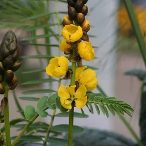 Popcorn Cassia Live Plant – 2 Pack – 4-6 Inch Starter Fragrant Shrub - Image 6