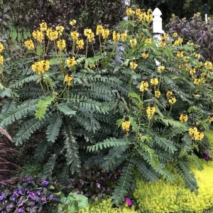 Popcorn Cassia Live Plant – 2 Pack – 4-6 Inch Starter Fragrant Shrub - Image 8