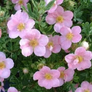 Potentilla Fruticosa Pink Beauty Shrubby Cinquefoil Live Plant – 5-7 Inch Starter - Image 1