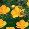 Potentilla Fruticosa 'Tangerine' Shrubby Cinquefoil Live Plant - 5-7 Inch Starter - Image 1