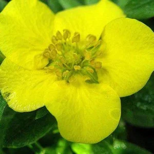 Potentilla Fruticosa 'Tangerine' Shrubby Cinquefoil Live Plant - 5-7 Inch Starter - Image 2