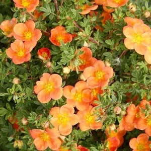 Potentilla 'Orangeade' Shrubby Cinquefoil Live Plant – 5-7 Inch Starter - Image 1