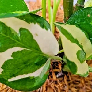 Pothos Pearls and Jade Seeds - 10 Pack - Variegated Indoor House Plant - Image 3