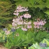 Primula Japonica Mix Primrose Live Plant - 20 Inches Tall Candelabra Type - Image 1