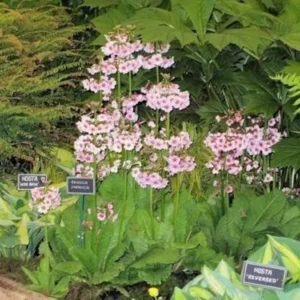 Primula Japonica Mix Primrose Live Plant - 20 Inches Tall Candelabra Type - Image 1