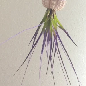 Purple Air Plant Live Plant in Sputnik Sea Urchin Shell Hanger - 3