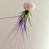 Purple Air Plant Live Plant in Sputnik Sea Urchin Shell Hanger - 3" Shell - Image 1