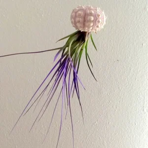 Purple Air Plant Live Plant in Sputnik Sea Urchin Shell Hanger - 3" Shell - Image 1