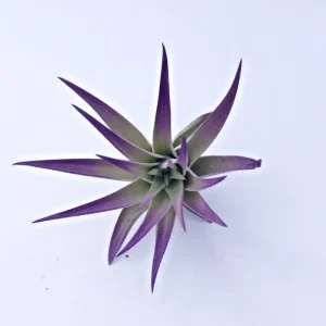 Purple Air Plant Mix Tillandsia Set of 3 Live Plants - Easy Care Indoor/Outdoor - Image 2