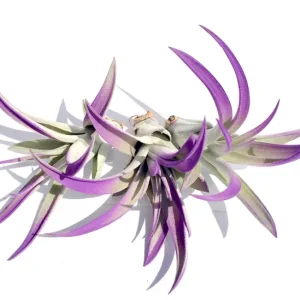 Purple Air Plant Mix Tillandsia Set of 3 Live Plants - Easy Care Indoor/Outdoor - Image 1