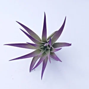 Purple Air Plant Mix Tillandsia Set of 6 – Live Plants – 3+ Inch – Indoor Decor - Image 2