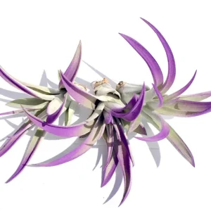 Purple Air Plant Mix Tillandsia Set of 6 – Live Plants – 3+ Inch – Indoor Decor - Image 1