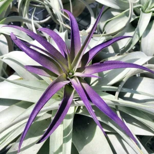 Purple Air Plant Tillandsia – Live Plant – 4-7 inch – Indoor Terrarium Plant - Image 2