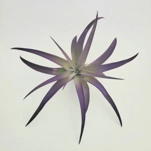 Purple Air Plant Tillandsia – Live Plant – 4-7 inch – Indoor Terrarium Plant - Image 3