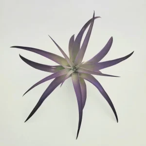 Purple Air Plant Tillandsia Live Plant – 4-7 inch – Indoor Terrarium & Wedding Favor - Image 3