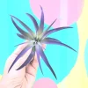 Purple Air Plant Tillandsia Live Plant – 4-7 inch – Indoor Terrarium & Wedding Favor - Image 1