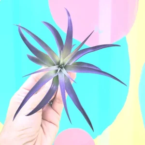 Purple Airplant Tillandsia Live Plant – 4-7 inch – Terrarium & Wedding Favors - Image 1