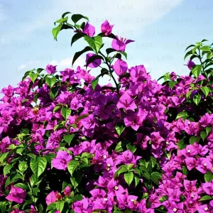 Purple Bougainvillea Glabra Live Plant - Hardy Tropical Vine (Pack of 2) - 4-6 inches Tall - Image 2
