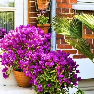 Purple Bougainvillea Glabra Live Plant - Hardy Tropical Vine (Pack of 2) - 4-6 inches Tall - Image 3