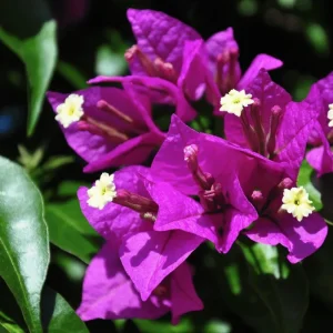 Purple Bougainvillea Glabra Live Plant - Hardy Tropical Vine (Pack of 2) - 4-6 inches Tall - Image 4