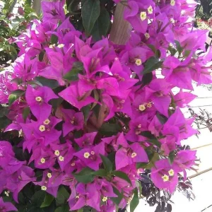 Purple Bougainvillea Glabra Live Plant - Hardy Tropical Vine (Pack of 2) - 4-6 inches Tall - Image 5