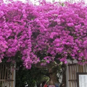 Purple Bougainvillea Glabra Live Plant - Hardy Tropical Vine (Pack of 2) - 4-6 inches Tall - Image 6