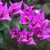 Purple Bougainvillea Glabra Live Plant - Hardy Tropical Vine (Pack of 2) - 4-6 inches Tall - Image 1