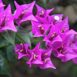 Purple Bougainvillea Glabra Live Plant - Hardy Tropical Vine (Pack of 2) - 4-6 inches Tall - Image 1