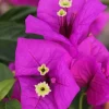 Purple Bougainvillea Live Plant - Elizabeth Angus - 2 Pack, 4-6 Inches Tall, Bare Root, Outdoor - Image 1