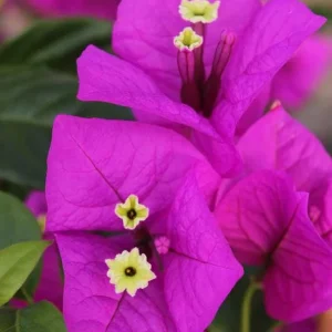 Purple Bougainvillea Live Plant - Elizabeth Angus - 2 Pack, 4-6 Inches Tall, Bare Root, Outdoor - Image 1