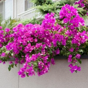Purple Bougainvillea Live Plant - Elizabeth Angus - 2 Pack, 4-6 Inches Tall, Bare Root, Outdoor - Image 2