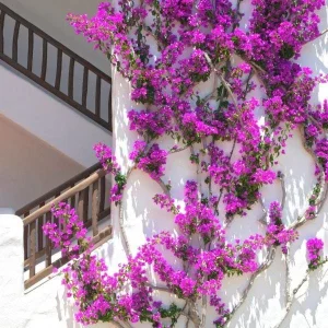 Purple Bougainvillea Live Plant - Elizabeth Angus - 2 Pack, 4-6 Inches Tall, Bare Root, Outdoor - Image 3
