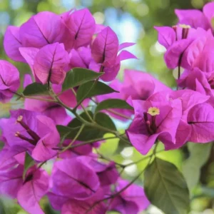 Purple Bougainvillea Live Plant - Elizabeth Angus - 2 Pack, 4-6 Inches Tall, Bare Root, Outdoor - Image 4