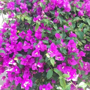 Purple Bougainvillea Live Plant - Elizabeth Angus - 2 Pack, 4-6 Inches Tall, Bare Root, Outdoor - Image 5