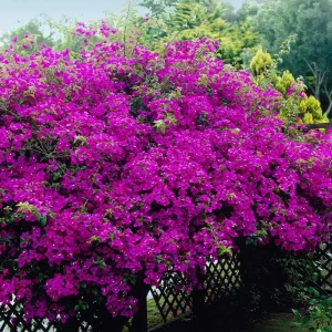 Purple Bougainvillea Live Plant - New River, 2-Pack, 4-6 Inches Tall, Deep Violet Climbing Vine - Image 2