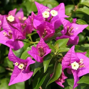 Purple Bougainvillea Live Plant - New River, 2-Pack, 4-6 Inches Tall, Deep Violet Climbing Vine - Image 3