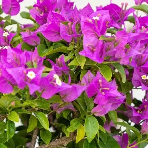 Purple Bougainvillea Live Plant - New River, 2-Pack, 4-6 Inches Tall, Deep Violet Climbing Vine - Image 4