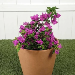 Purple Bougainvillea Live Plant - New River, 2-Pack, 4-6 Inches Tall, Deep Violet Climbing Vine - Image 5