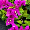 Purple Bougainvillea Live Plant - New River, 2-Pack, 4-6 Inches Tall, Deep Violet Climbing Vine - Image 1