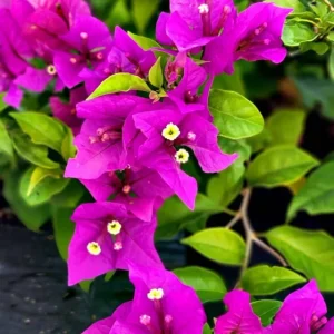 Purple Bougainvillea Live Plant - New River, 2-Pack, 4-6 Inches Tall, Deep Violet Climbing Vine - Image 1