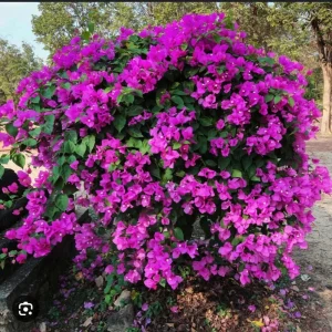 Purple Bougainvillea Live Plant - New River, 2-Pack, 4-6 Inches Tall, Deep Violet Climbing Vine - Image 6