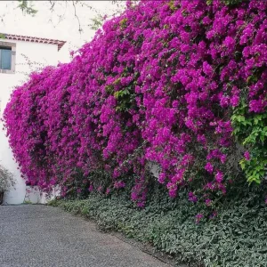 Purple Bougainvillea Live Plant - New River, 2-Pack, 4-6 Inches Tall, Deep Violet Climbing Vine - Image 7